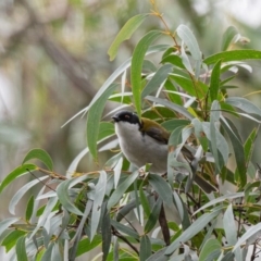 Melithreptus lunatus at Penrose - 12 Aug 2020 12:39 PM