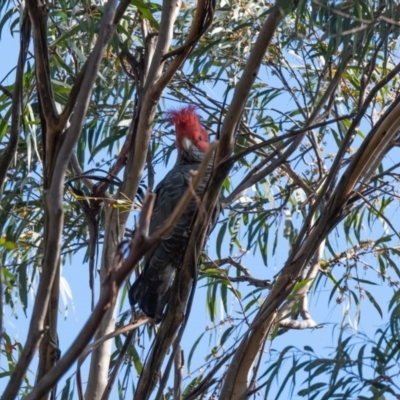 Callocephalon fimbriatum (Gang-gang Cockatoo) at Wingecarribee Local Government Area - 13 Jul 2020 by NigeHartley