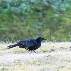 Corcorax melanorhamphos (White-winged Chough) at Penrose, NSW - 21 Jul 2020 by NigeHartley