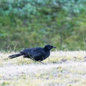 Corcorax melanorhamphos at Penrose - 21 Jul 2020 04:43 PM