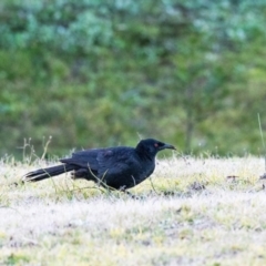 Corcorax melanorhamphos (White-winged Chough) at - 21 Jul 2020 by NigeHartley