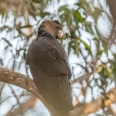 Calyptorhynchus lathami lathami (Glossy Black-Cockatoo) at Wingello, NSW - 21 Jul 2020 by NigeHartley