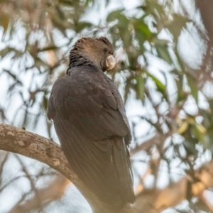 Calyptorhynchus lathami lathami at Wingello, NSW - suppressed