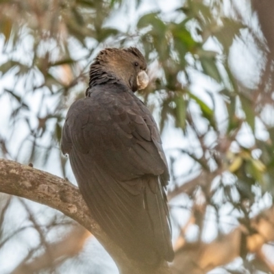 Calyptorhynchus lathami lathami (Glossy Black-Cockatoo) at Wingello, NSW - 21 Jul 2020 by NigeHartley