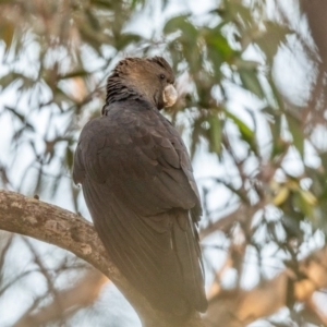 Calyptorhynchus lathami at Wingello, NSW - 21 Jul 2020