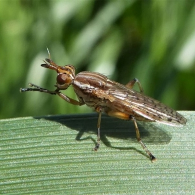 Dichetophora sp. (genus) (Marsh fly) at Paddys River, ACT - 3 Oct 2020 by HarveyPerkins