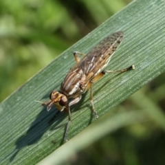 Dichetophora sp. (genus) at Paddys River, ACT - 3 Oct 2020