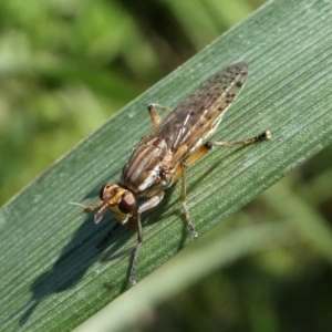 Dichetophora sp. (genus) at Paddys River, ACT - 3 Oct 2020