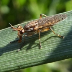 Dichetophora sp. (genus) at Paddys River, ACT - 3 Oct 2020