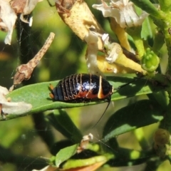 Ellipsidion australe (Austral Ellipsidion cockroach) at Pollinator-friendly garden Conder - 20 Nov 2016 by michaelb