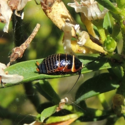 Ellipsidion australe (Austral Ellipsidion cockroach) at Pollinator-friendly garden Conder - 20 Nov 2016 by michaelb