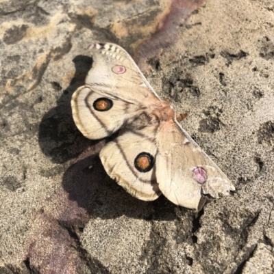 Opodiphthera eucalypti (Emperor Gum Moth) at ANBG - 3 Oct 2020 by Lisa.Jok