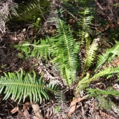Blechnum nudum (Fishbone Water Fern) at Wingecarribee Local Government Area - 2 Oct 2020 by plants