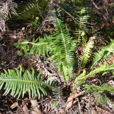 Blechnum nudum (Fishbone Water Fern) at Meryla State Forest - 2 Oct 2020 by plants