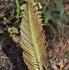 Blechnum nudum at Fitzroy Falls - 2 Oct 2020 10:19 PM