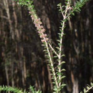 Melaleuca squarrosa at Fitzroy Falls - 2 Oct 2020 10:20 PM