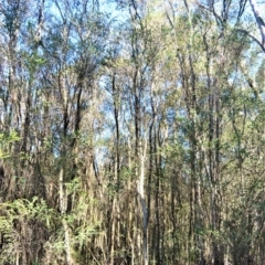 Melaleuca squarrosa at Fitzroy Falls - 2 Oct 2020 10:20 PM