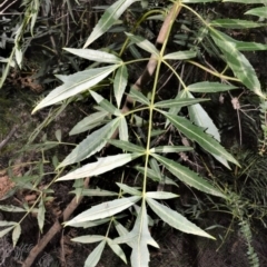 Polyscias sambucifolia subsp. Long leaflets (P.G.Neish 208) Vic. Herbarium at Fitzroy Falls - 2 Oct 2020 by plants