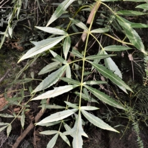 Polyscias sambucifolia subsp. Long leaflets (P.G.Neish 208) Vic. Herbarium at Fitzroy Falls - 2 Oct 2020 10:22 PM