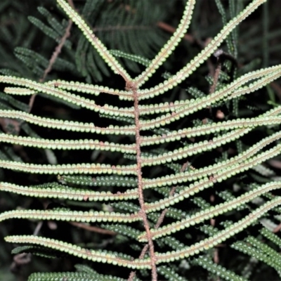 Gleichenia dicarpa (Wiry Coral Fern) at Fitzroy Falls - 2 Oct 2020 by plants