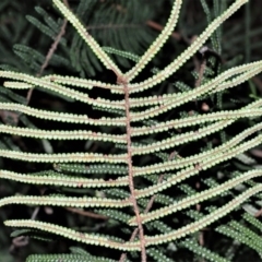 Gleichenia dicarpa (Wiry Coral Fern) at - 2 Oct 2020 by plants