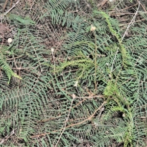 Gleichenia dicarpa at Fitzroy Falls - suppressed