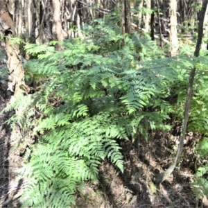 Histiopteris incisa at Fitzroy Falls - 2 Oct 2020