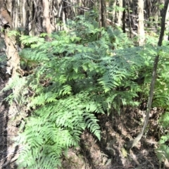 Histiopteris incisa (Bat's wing fern) at - 2 Oct 2020 by plants