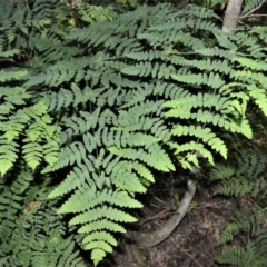 Histiopteris incisa at Fitzroy Falls - suppressed