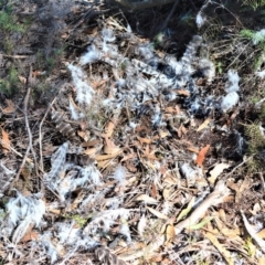 Ninox strenua at Meryla State Forest - 2 Oct 2020