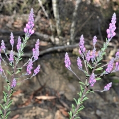 Comesperma ericinum (Heath Milkwort) at Wingecarribee Local Government Area - 2 Oct 2020 by plants