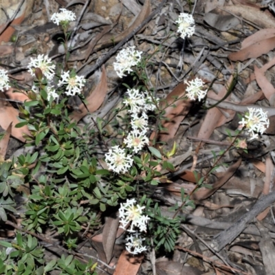 Pimelea linifolia (Slender Rice Flower) at Meryla State Forest - 2 Oct 2020 by plants