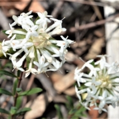 Pimelea linifolia at Fitzroy Falls - 2 Oct 2020 11:07 PM