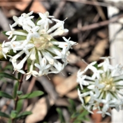 Pimelea linifolia at Fitzroy Falls - 2 Oct 2020