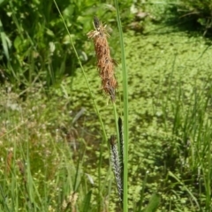 Carex gaudichaudiana (Fen Sedge) at Paddys River, ACT - 3 Oct 2020 by HarveyPerkins