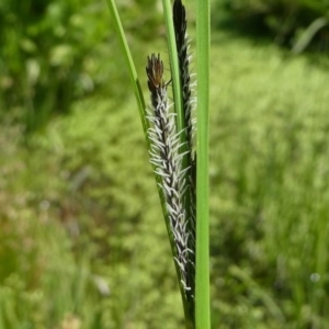 Carex gaudichaudiana at Paddys River, ACT - 3 Oct 2020