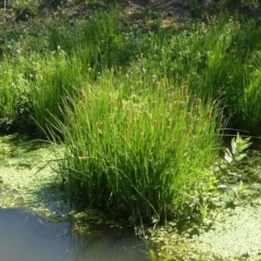 Carex gaudichaudiana at Paddys River, ACT - 3 Oct 2020