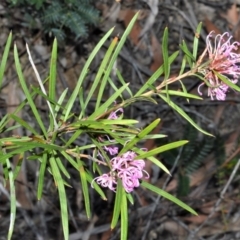 Grevillea linearifolia (Linear Leaf Grevillea) at Meryla State Forest - 2 Oct 2020 by plants