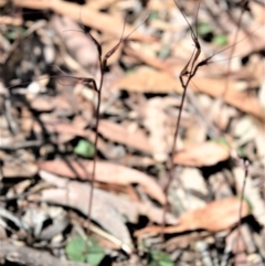 Acianthus caudatus (Mayfly Orchid) at Fitzroy Falls - 2 Oct 2020 by plants