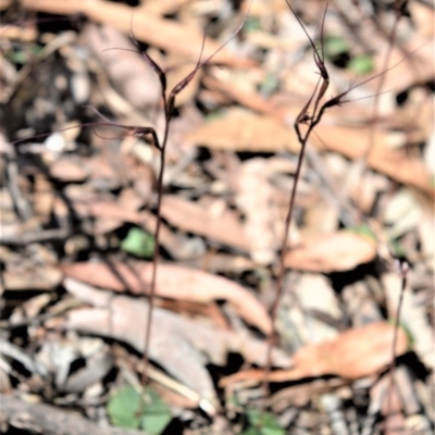 Acianthus caudatus (Mayfly Orchid) at Fitzroy Falls - 2 Oct 2020 by plants