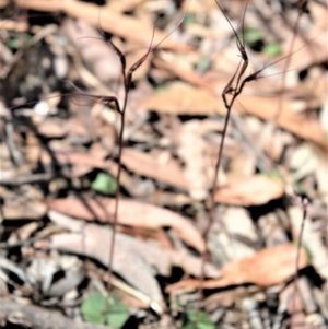 Acianthus caudatus at Fitzroy Falls, NSW - 2 Oct 2020