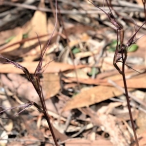 Acianthus caudatus at Fitzroy Falls, NSW - 2 Oct 2020