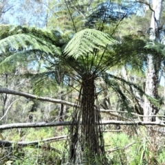 Cyathea australis subsp. australis (Rough Tree Fern) at Fitzroy Falls - 2 Oct 2020 by plants