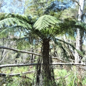 Cyathea australis subsp. australis at Fitzroy Falls - 2 Oct 2020