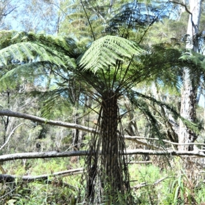 Cyathea australis subsp. australis (Rough Tree Fern) at Fitzroy Falls - 2 Oct 2020 by plants