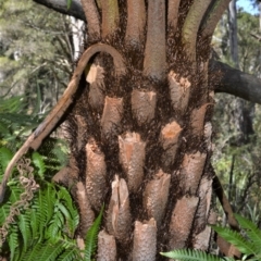 Cyathea australis subsp. australis at Fitzroy Falls - 2 Oct 2020