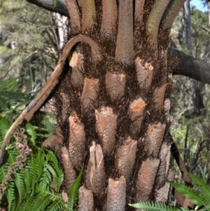 Cyathea australis subsp. australis at Fitzroy Falls - 2 Oct 2020
