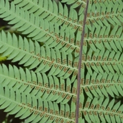 Cyathea australis subsp. australis at Fitzroy Falls - 2 Oct 2020