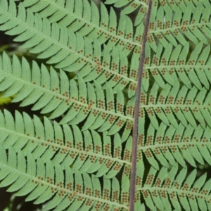 Cyathea australis subsp. australis at Fitzroy Falls - suppressed