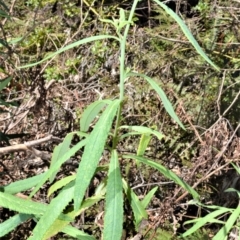 Senecio linearifolius (Fireweed Groundsel, Fireweed) at Wingecarribee Local Government Area - 2 Oct 2020 by plants